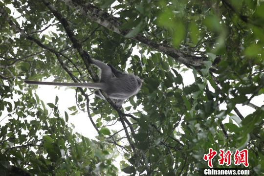 “灰灰”长着比身体还长的灰色大长尾。　陶平 摄