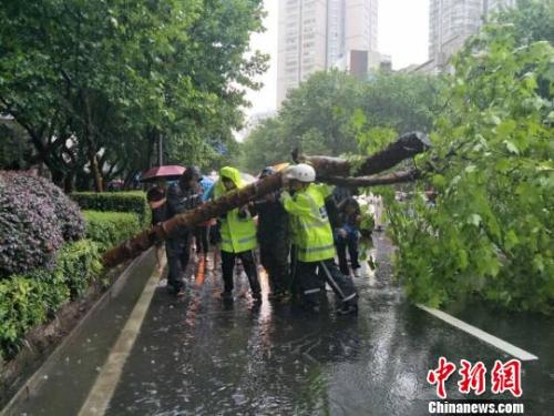 大雨大风令南京不少城市行道树倾覆。 城管供图 大雨大风令南京不少城市行道树倾覆。 城管供图